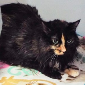 Picture of Blink