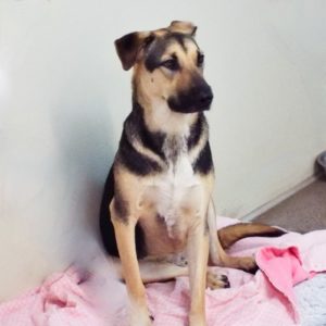 Picture of Buddy