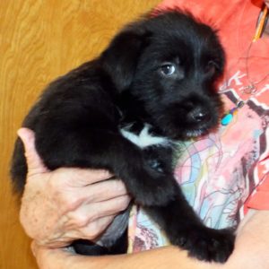 Picture of Butch