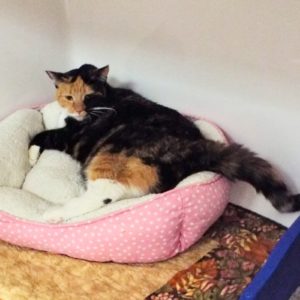 Picture of Callie