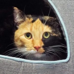 Picture of Callie