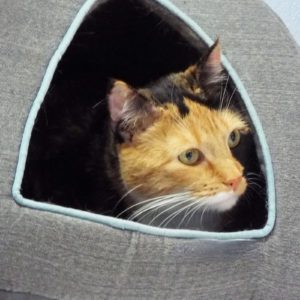 Picture of Callie