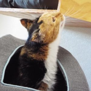 Picture of Callie