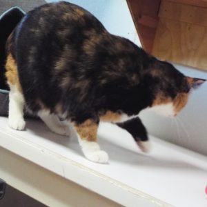 Picture of Callie