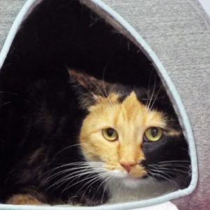 Picture of Callie