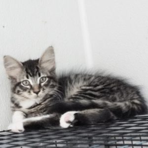 Picture of Capricorn