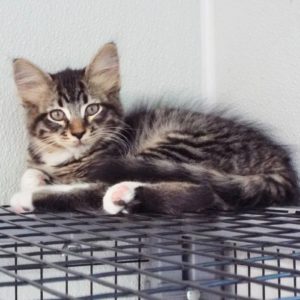 Picture of Capricorn