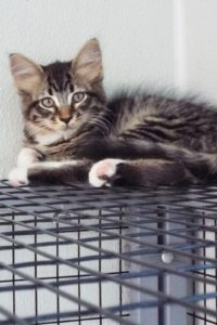 Picture of Capricorn