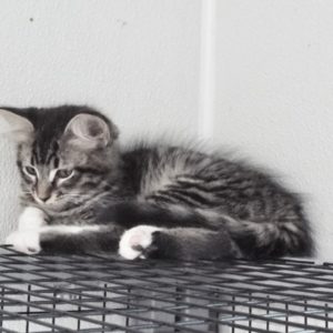 Picture of Capricorn