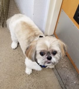 Picture of Chip
