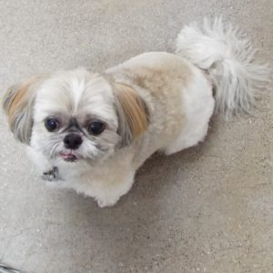 Picture of Chip