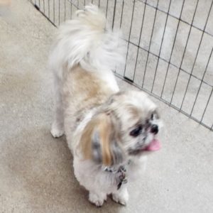 Picture of Chip