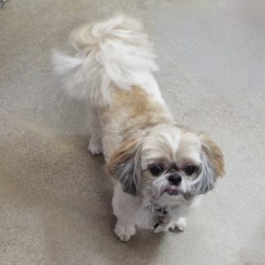 Picture of Chip