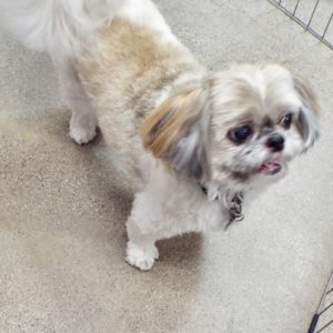Picture of Chip