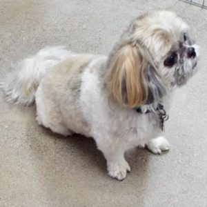 Picture of Chip