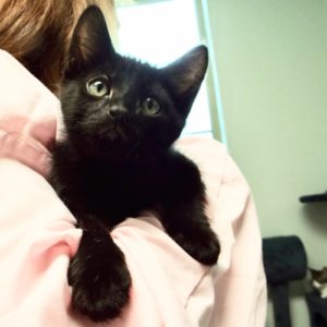 Picture of Chowder