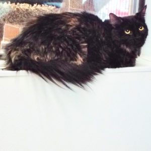 Picture of Dovie