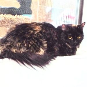 Picture of Dovie