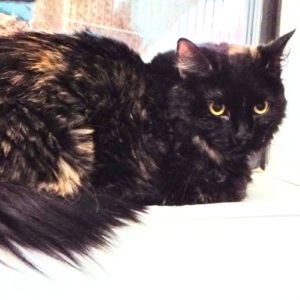 Picture of Dovie