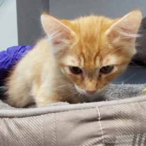 Picture of Gazpacho