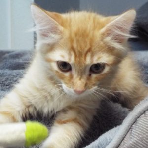 Picture of Gazpacho