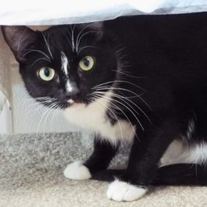 Picture of Hoshi