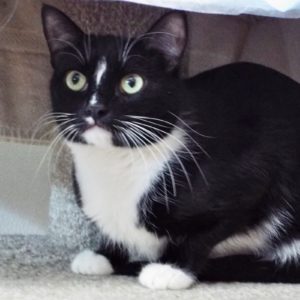 Picture of Hoshi