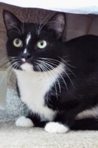 Picture of Hoshi