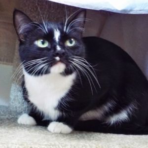 Picture of Hoshi