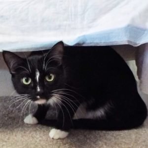 Picture of Hoshi