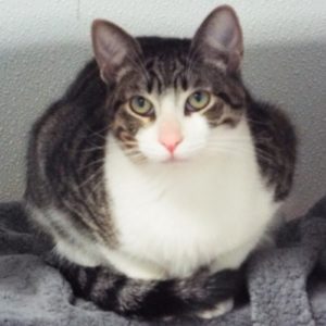 Picture of Libra