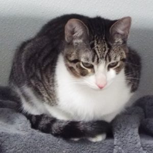 Picture of Libra