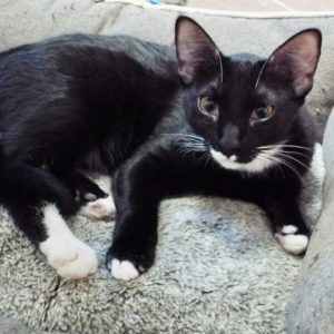 Picture of Marble