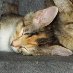 Picture of Nike