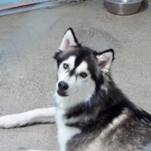 Picture of Oreo Cookie
