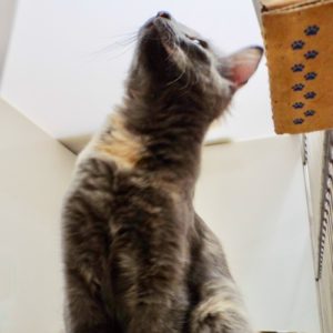 Picture of Peanut