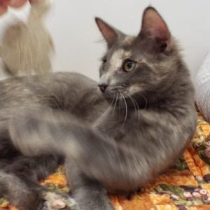 Picture of Peanut