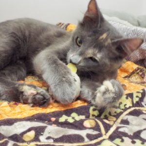Picture of Peanut