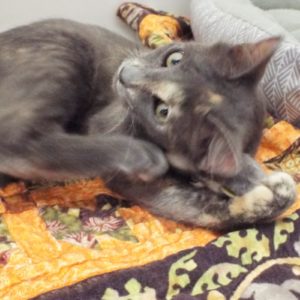 Picture of Peanut