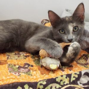 Picture of Peanut