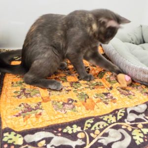 Picture of Peanut