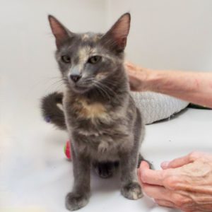 Picture of Peanut