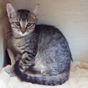 Picture of Puma