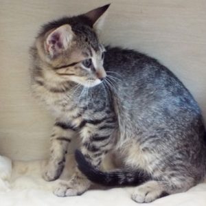 Picture of Puma