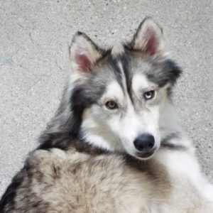 Picture of Taz