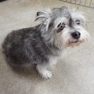 Picture of Tramp