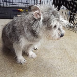 Picture of Tramp