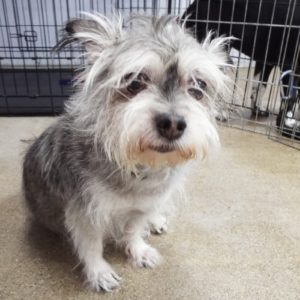 Picture of Tramp
