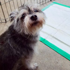 Picture of Tramp