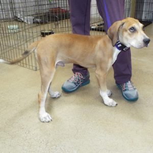 Picture of Trooper